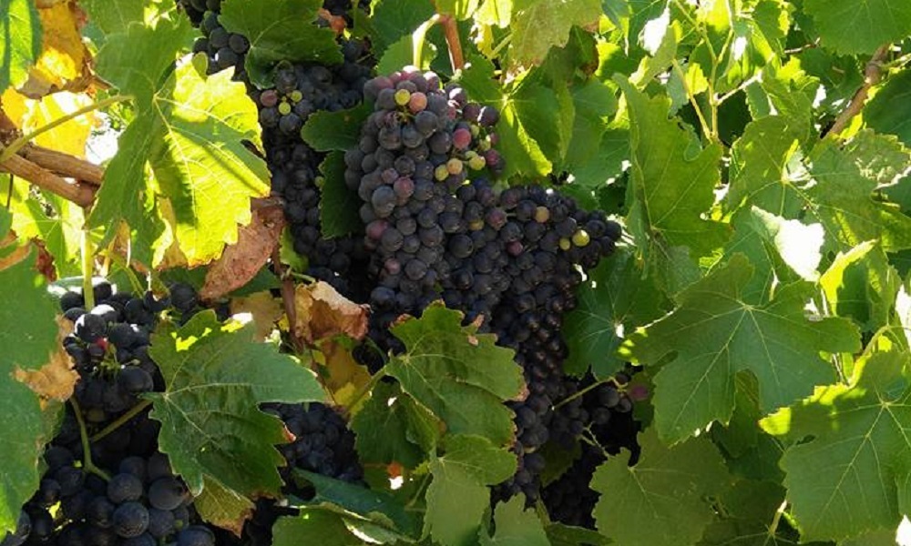 Australian wine varieties purple wine grapes with tannins on green leaf vine