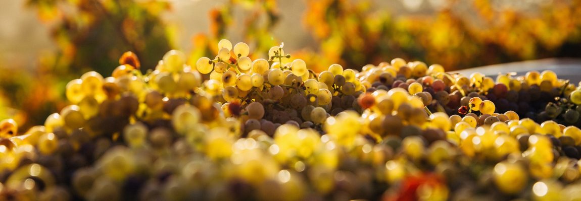 english vineyard wine grapes