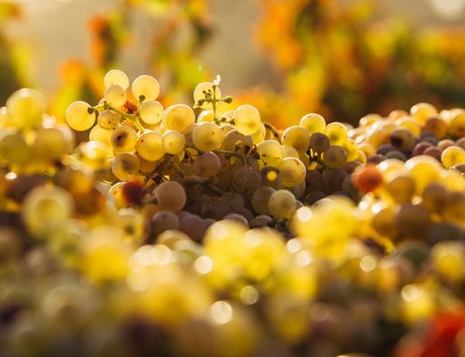 english vineyard wine grapes