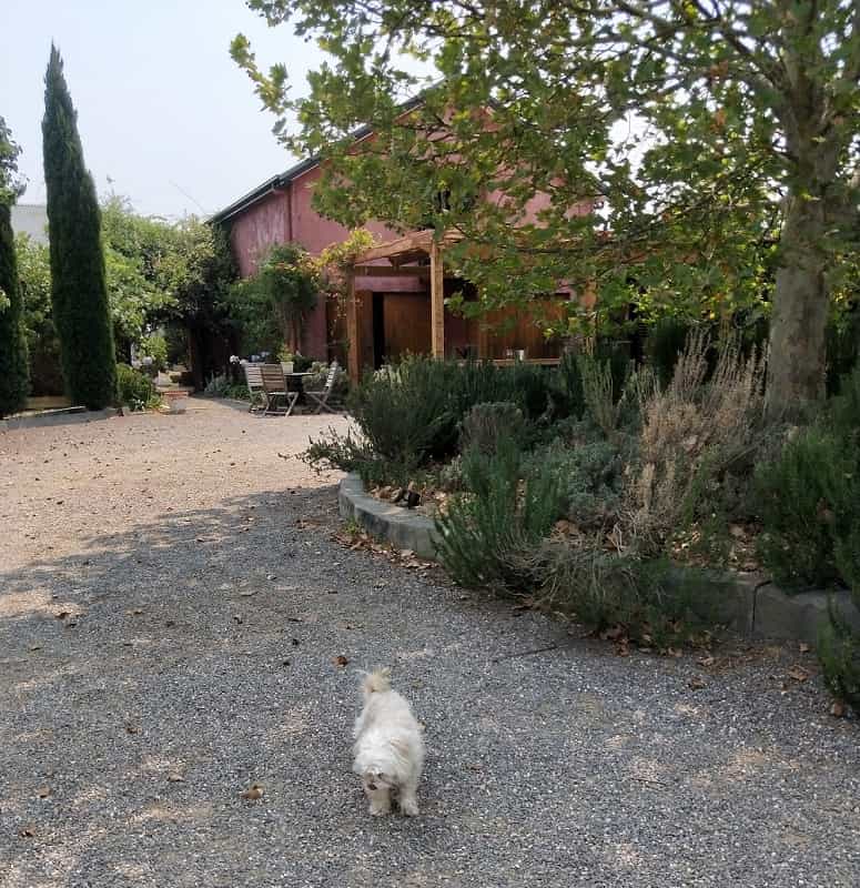 Hunter Valley organic wine pink building with green tree and bushes with white dog on driveway