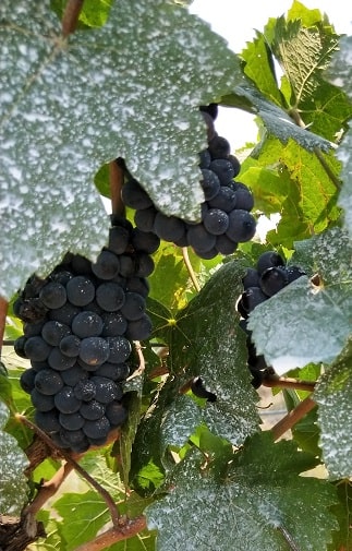 hunter valley organic wine grapes on vine